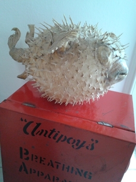 click here toview our Curios & collectables section